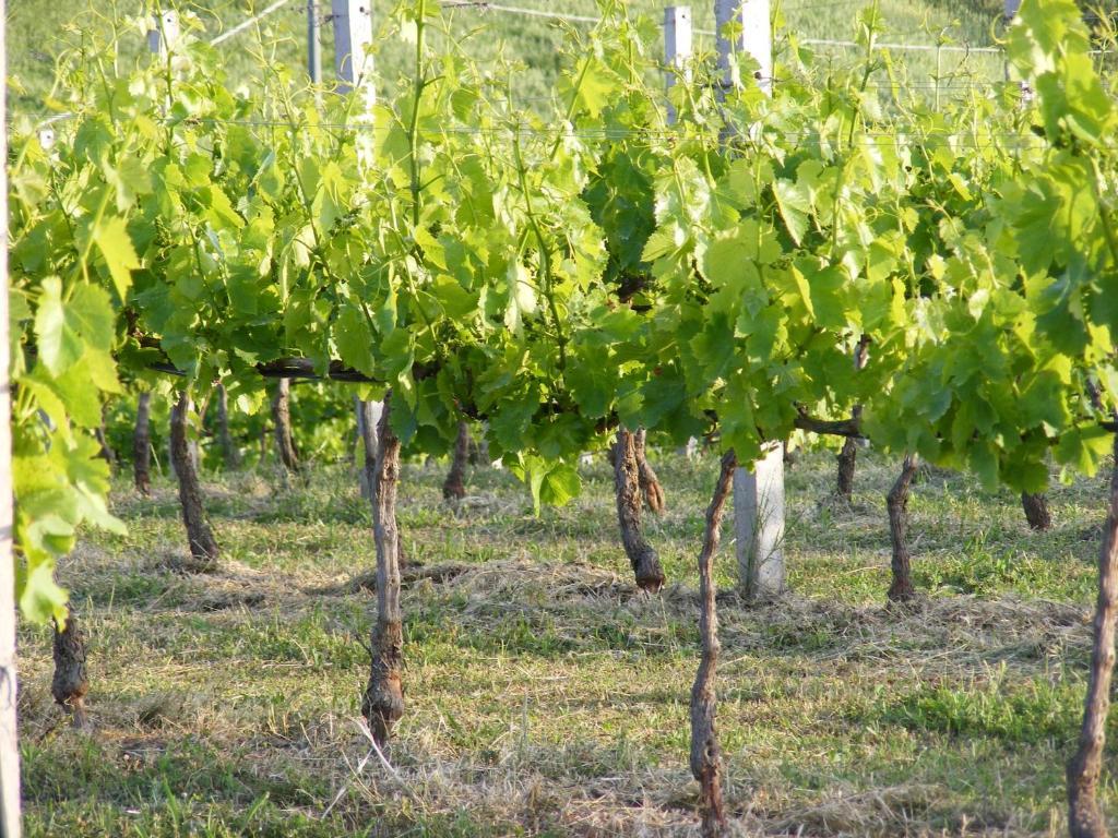 Tenuta Su Vrau Posada  Dış mekan fotoğraf